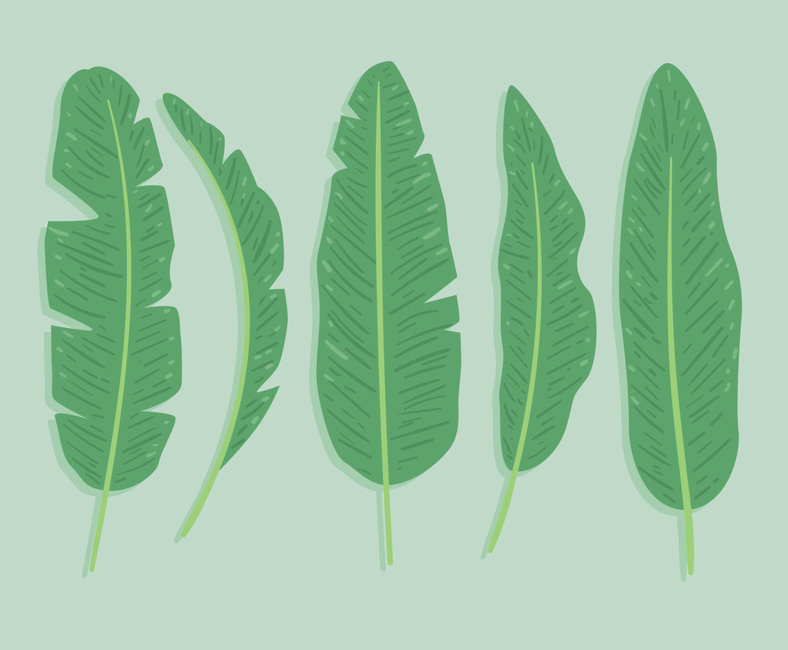 Banana Leaf Vector Vector Art & Graphics | freevector.com