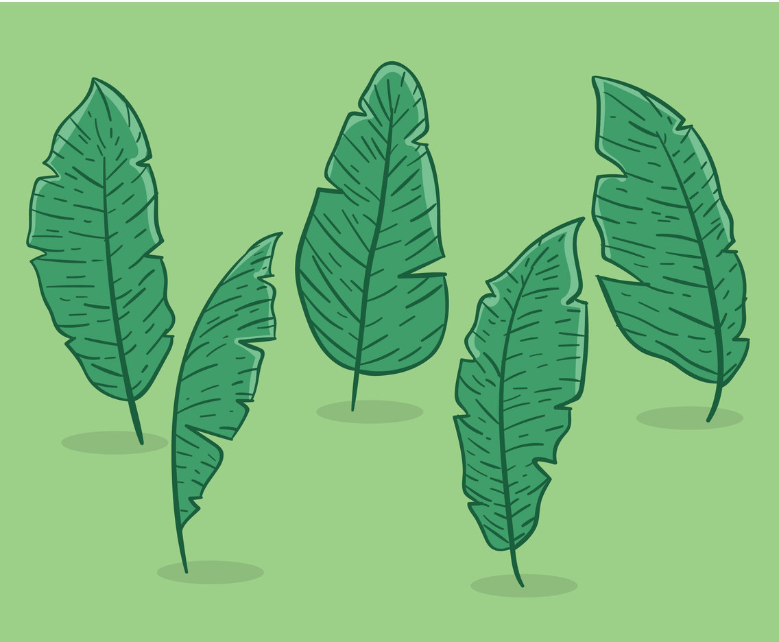 Hand Drawn Banana Leaves Vector