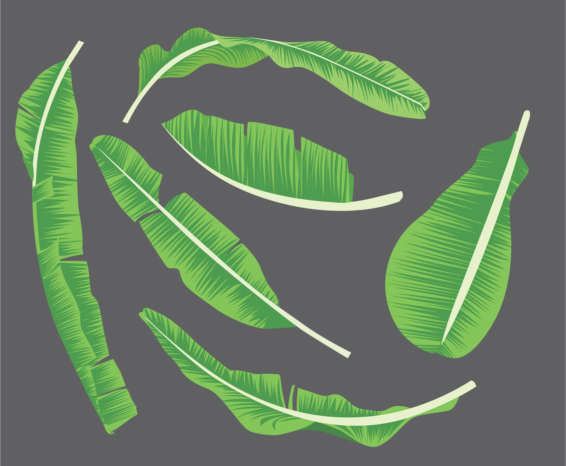 Banana Leaf Illustration Vector