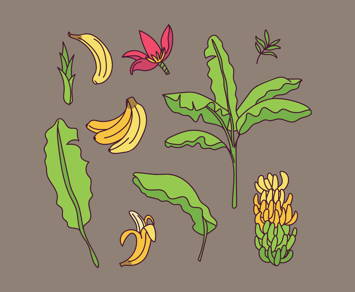 Banana Leaf Doodled Set Of Elements