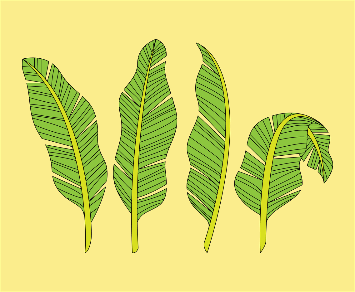 Banana Leaf Handdrawn Vector Art & Graphics | freevector.com