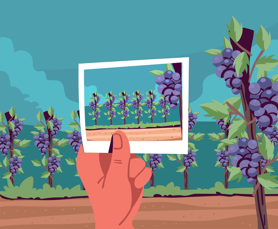 Vineyard Scenery First Person