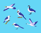 Various Birds Clipart Vector