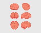 Brain Illustration Vector