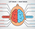 Human brain hemispheres