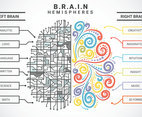 Human brain hemispheres