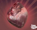 Human Heart Vector Graphic
