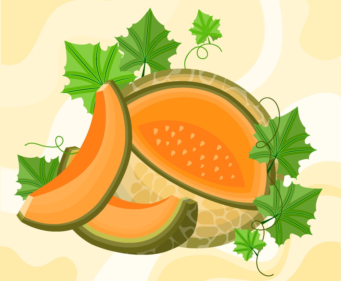 melon fruit illustration