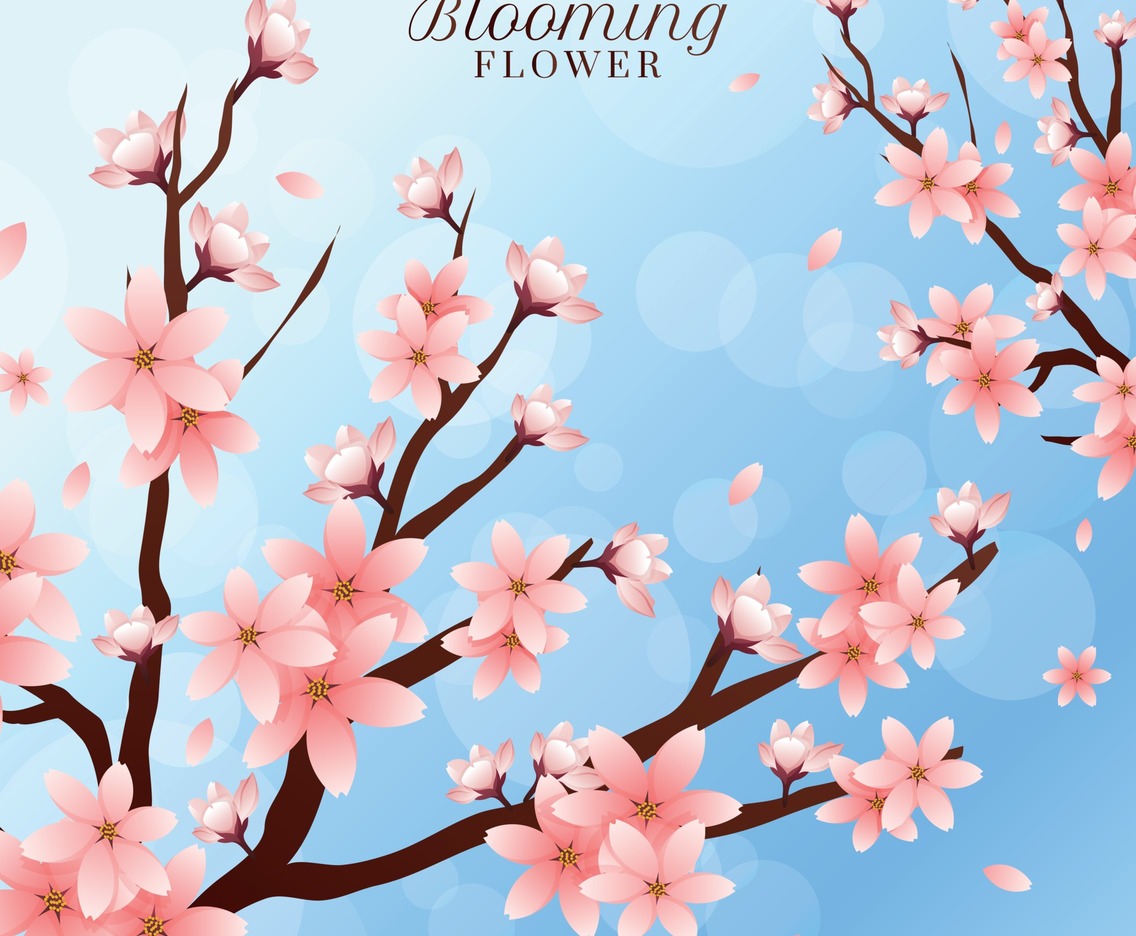 Blooming Cherry Blossom Flower Background