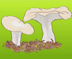 Wild Mushrooms Graphics