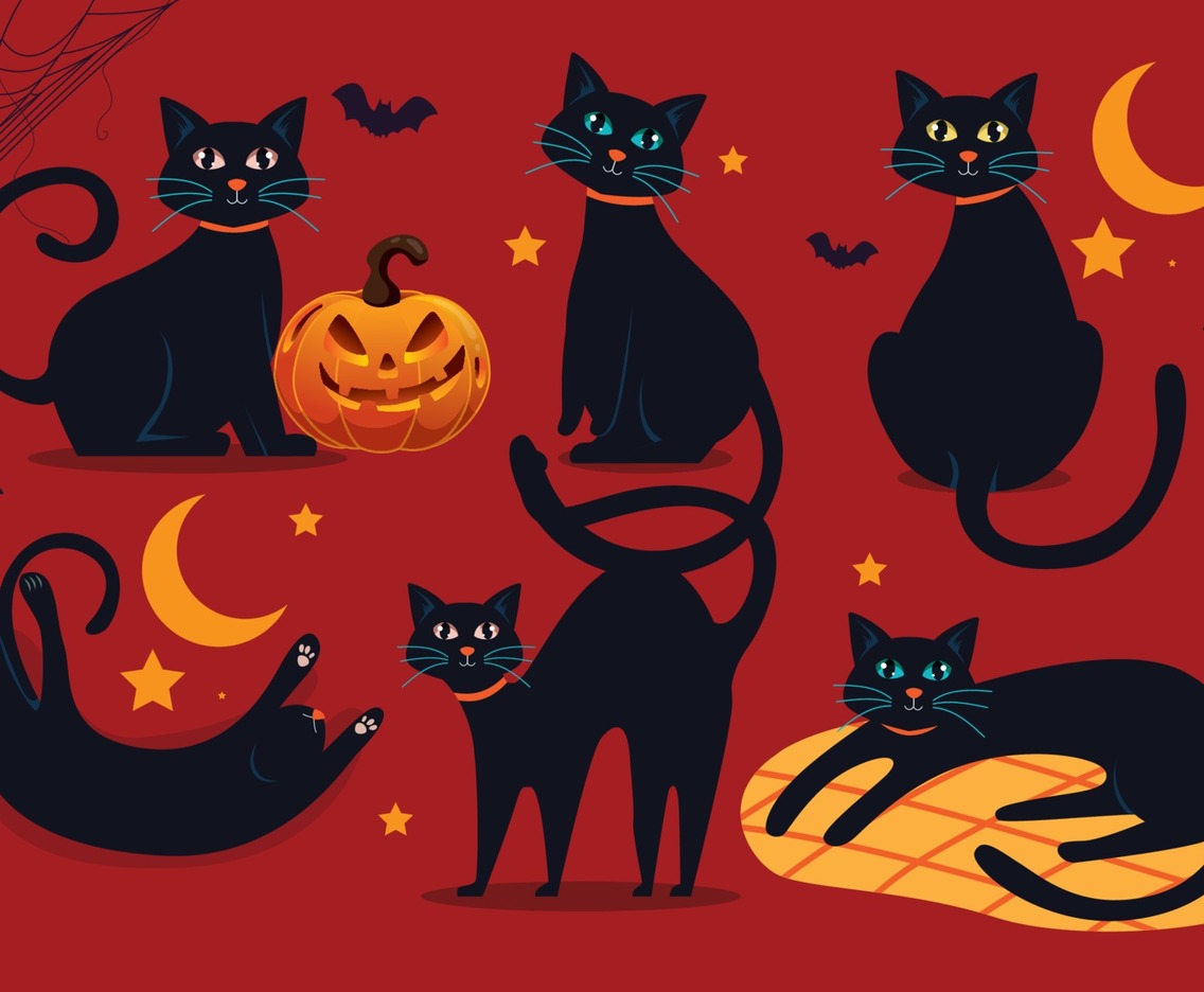 Black Cat Character