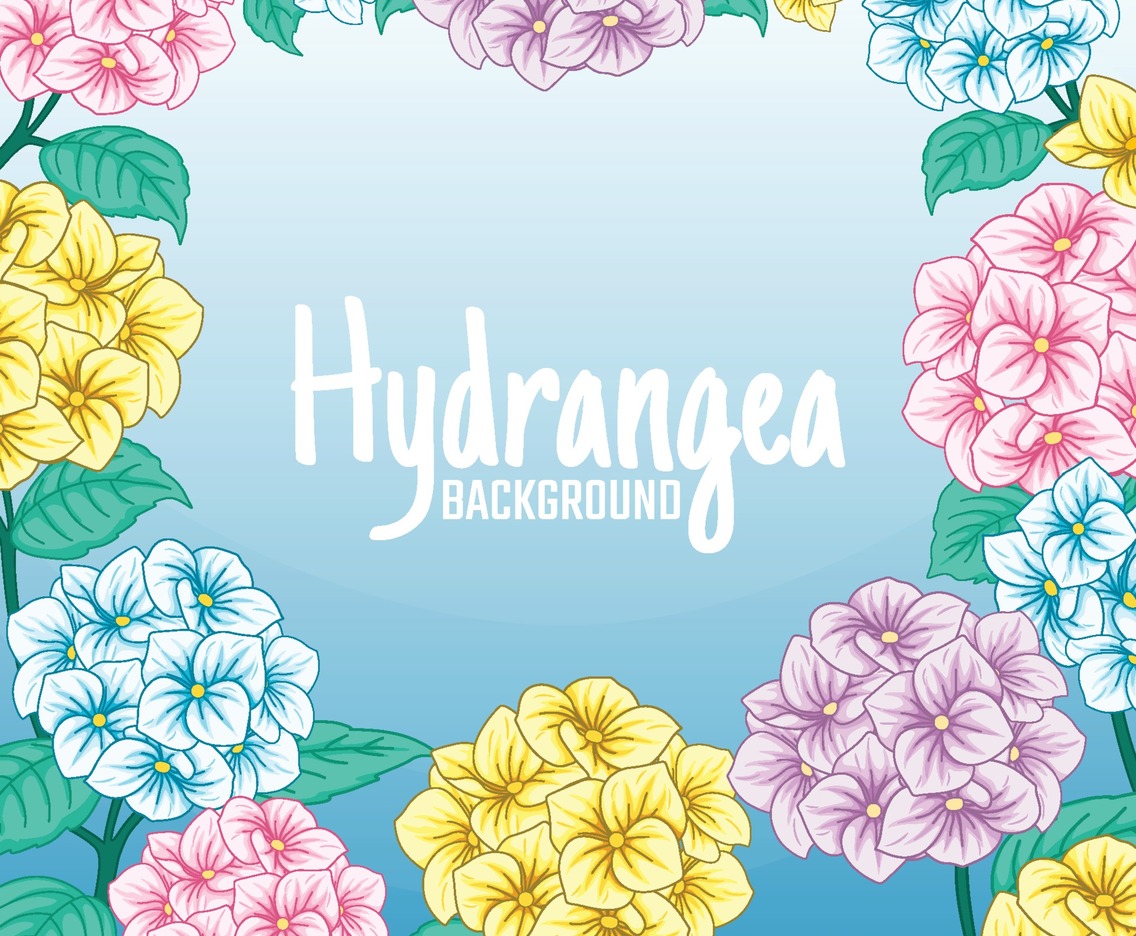 Blooming Flowers Hydrangea