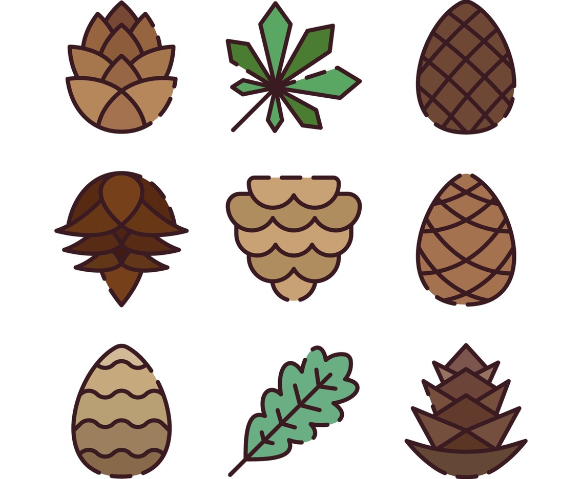 Kinds of Pinecone