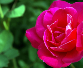 Romantic Roses Vector Art & Graphics | freevector.com