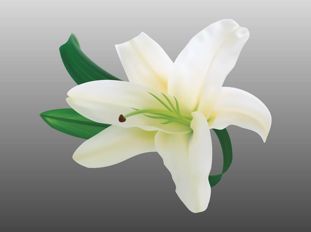 Lily Flower Vector