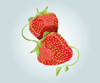 Strawberries Vector