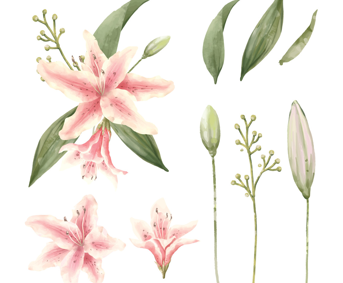 Floral Element of Beautiful Stargazer Oriental Lily