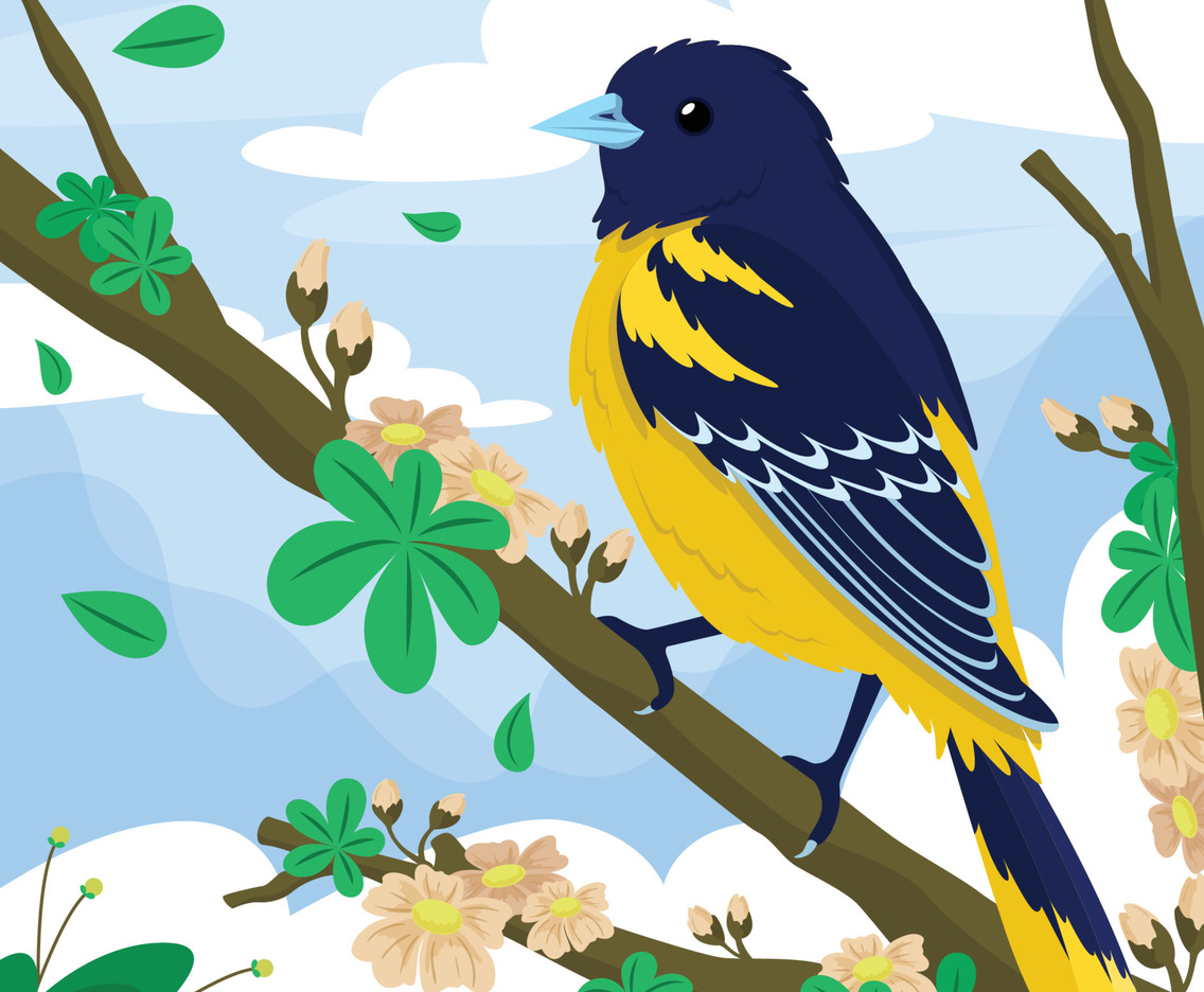 Spring Bird Baltimore Oriole