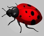 Ladybird Graphics