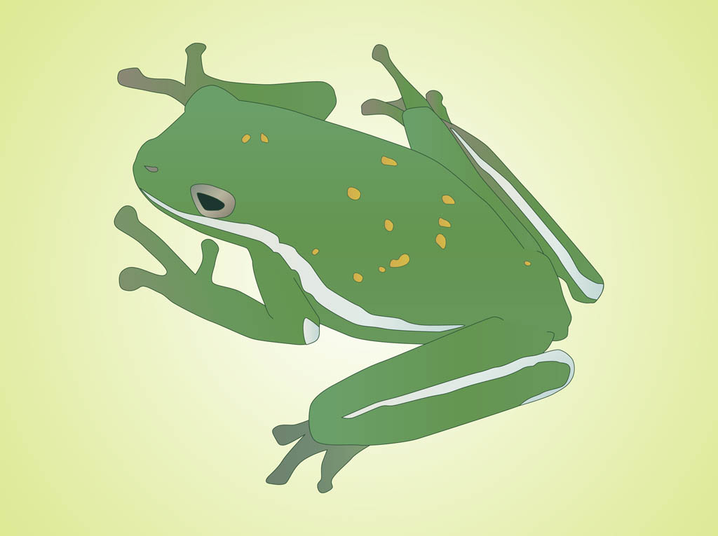 Frog Vector