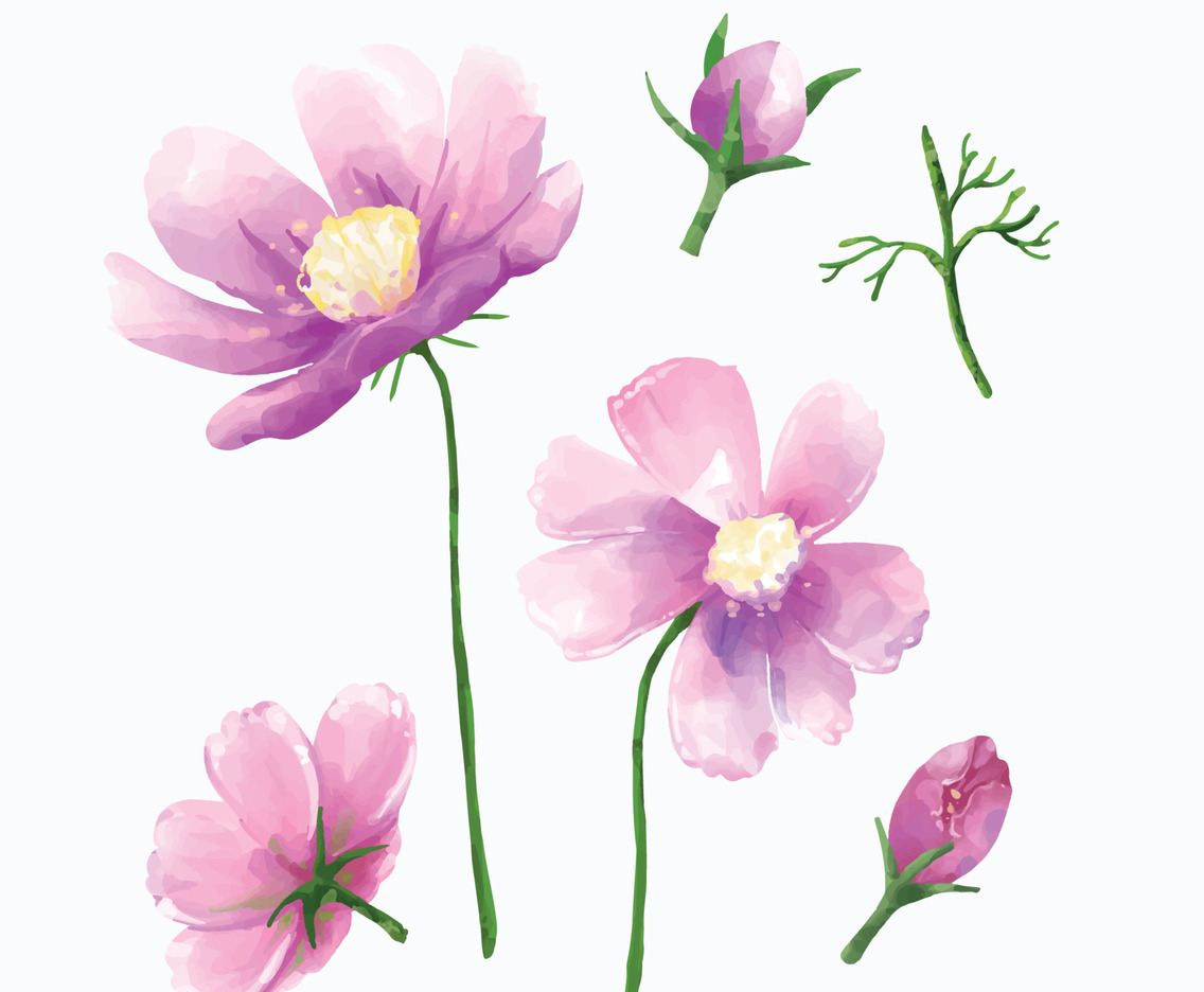 Pink Garden Cosmos Elements in watercolor