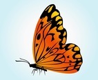 Orange Butterfly Vector