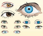 Vector Eyes