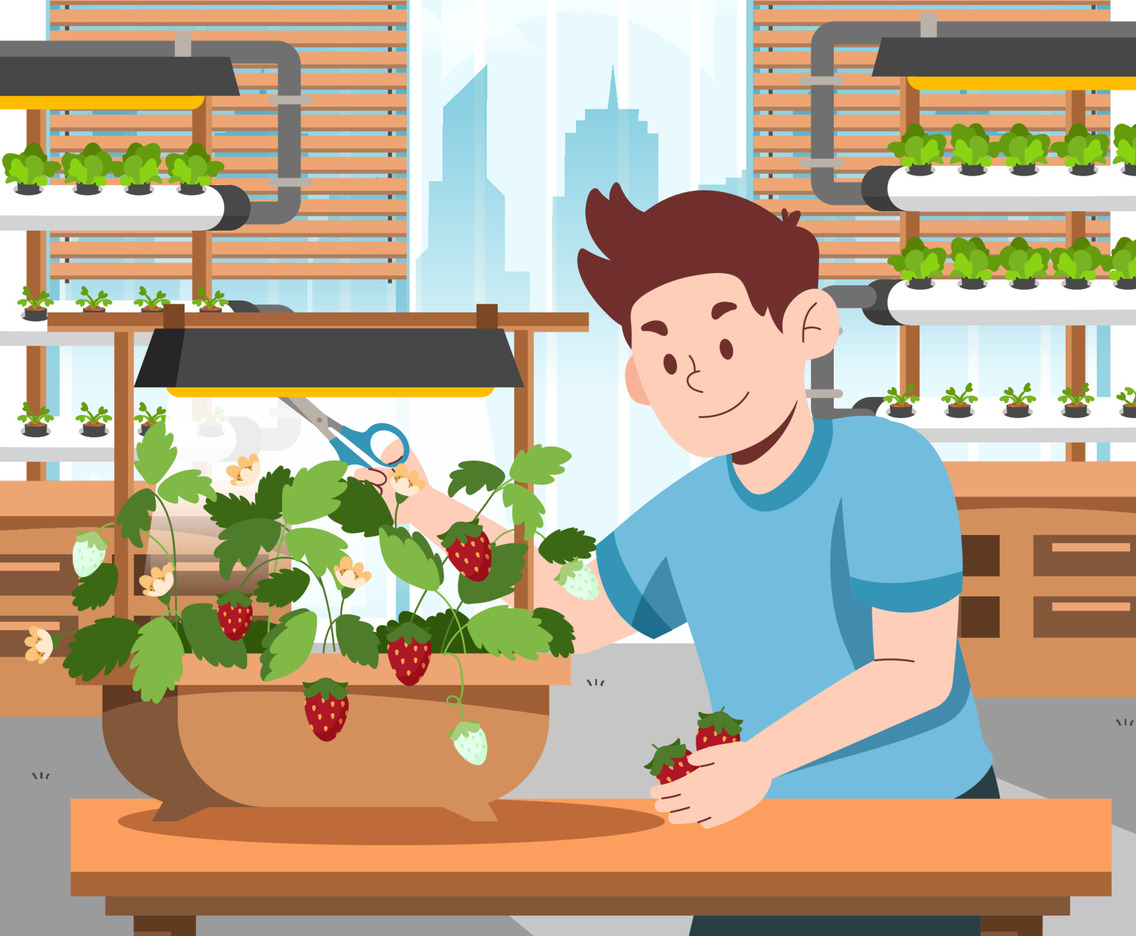 Man Harvesting Organic Strawberry Grown Indoor with Hydroponic Farming