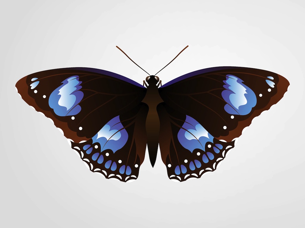 Pretty Butterfly