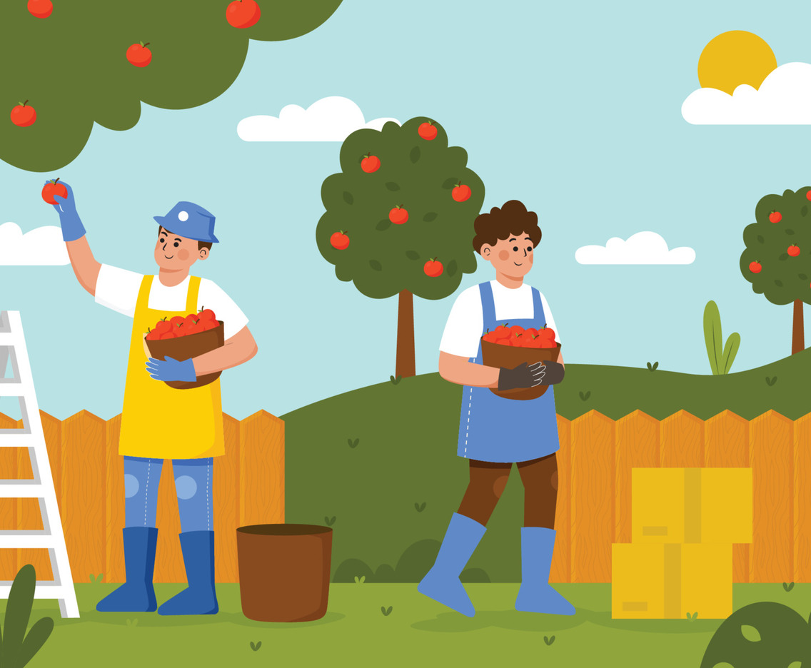 Two Men Pick the Apples in the Garden