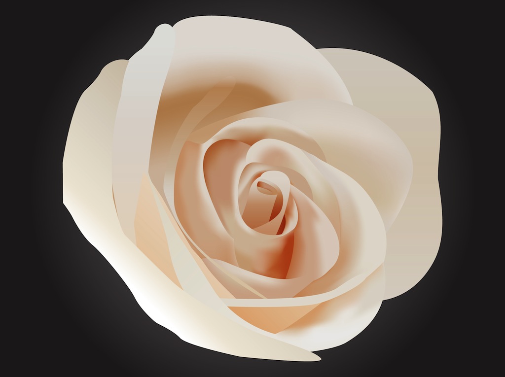 Tender Rose