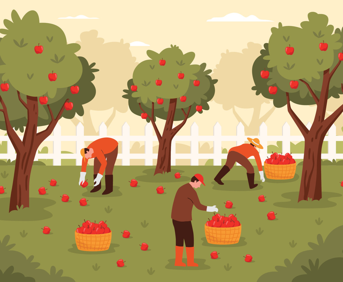People Harvesting Apples In The Field