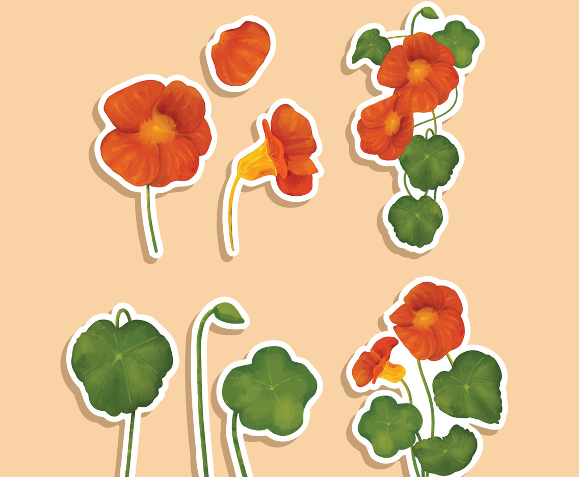 Fall Floral Nasturtium Sticker Collection