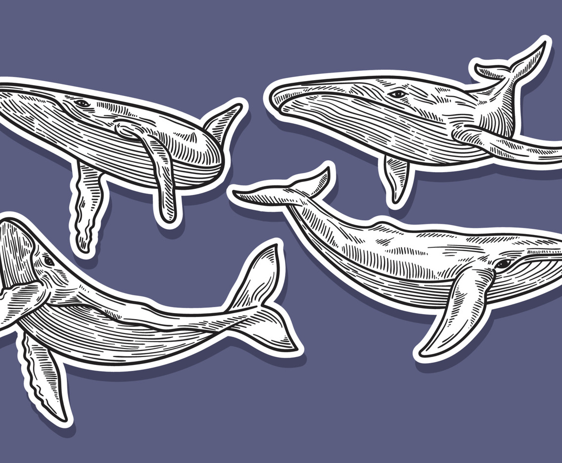 Hand Drawn Tatto Whale
