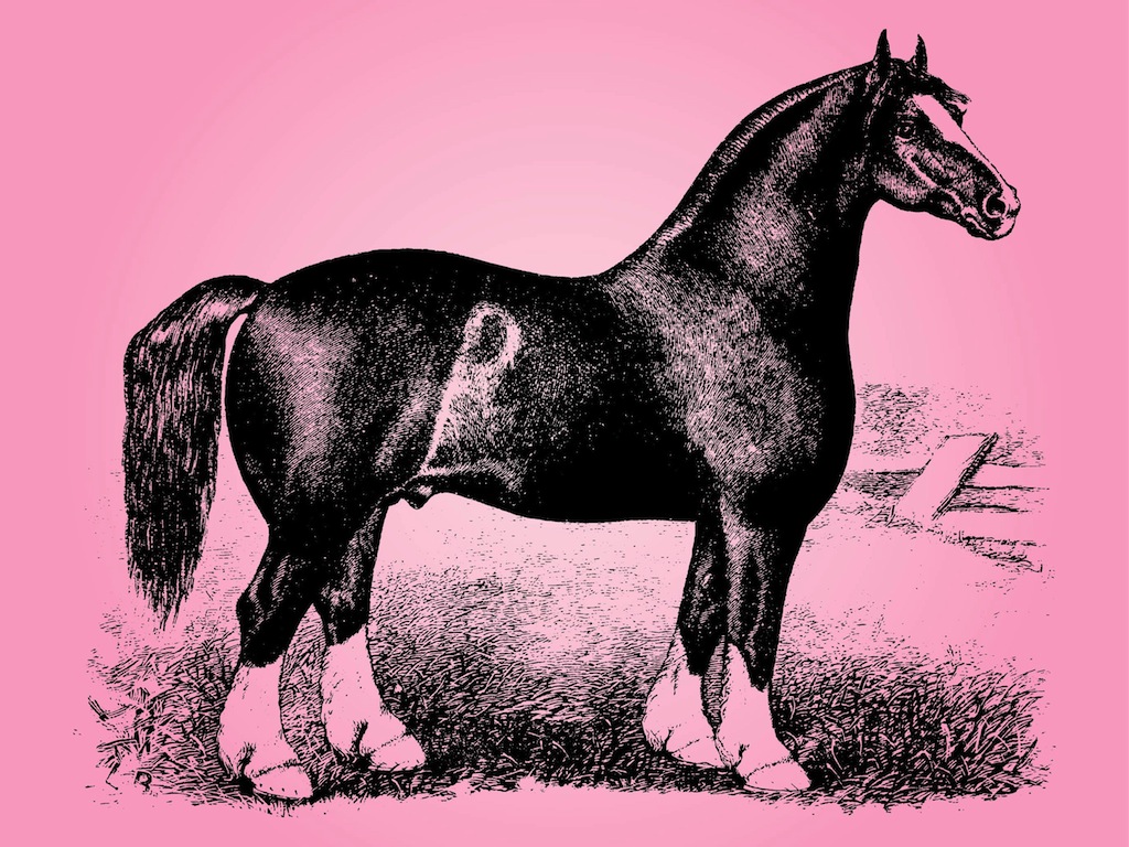 Vintage Horse Sketch