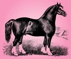 Vintage Horse Sketch