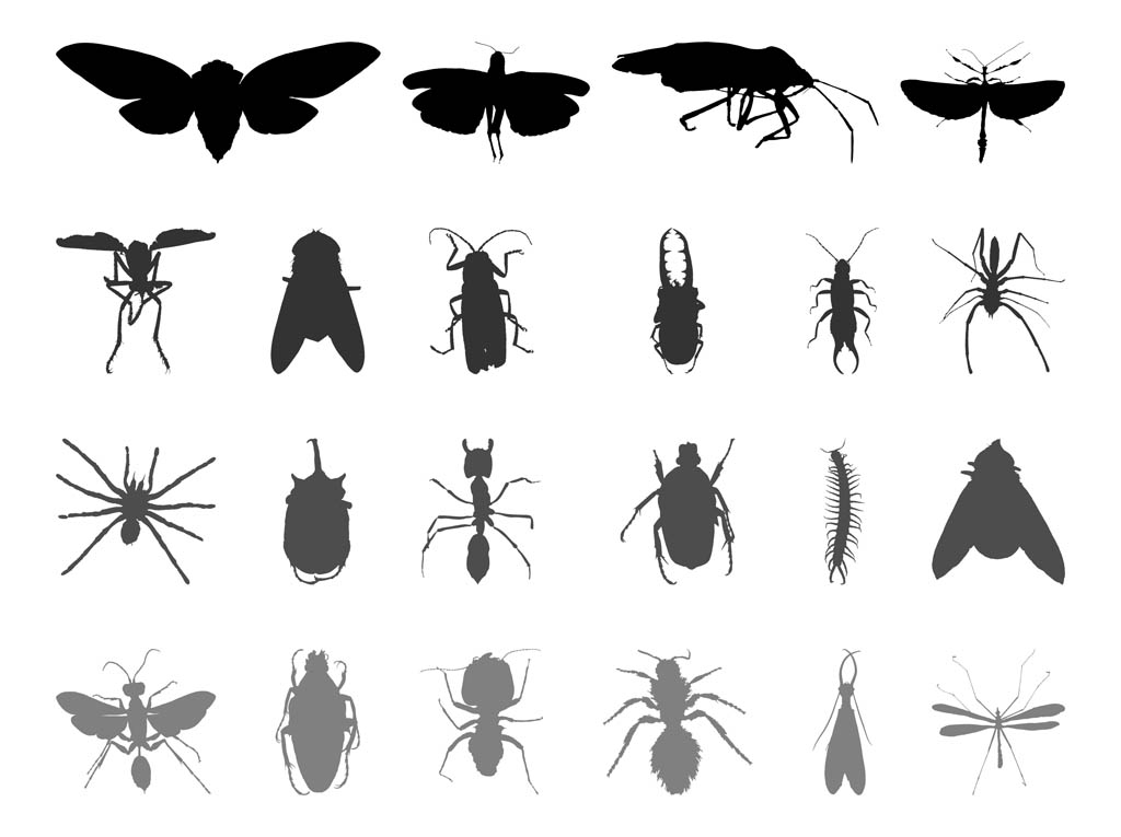 Insect Silhouettes