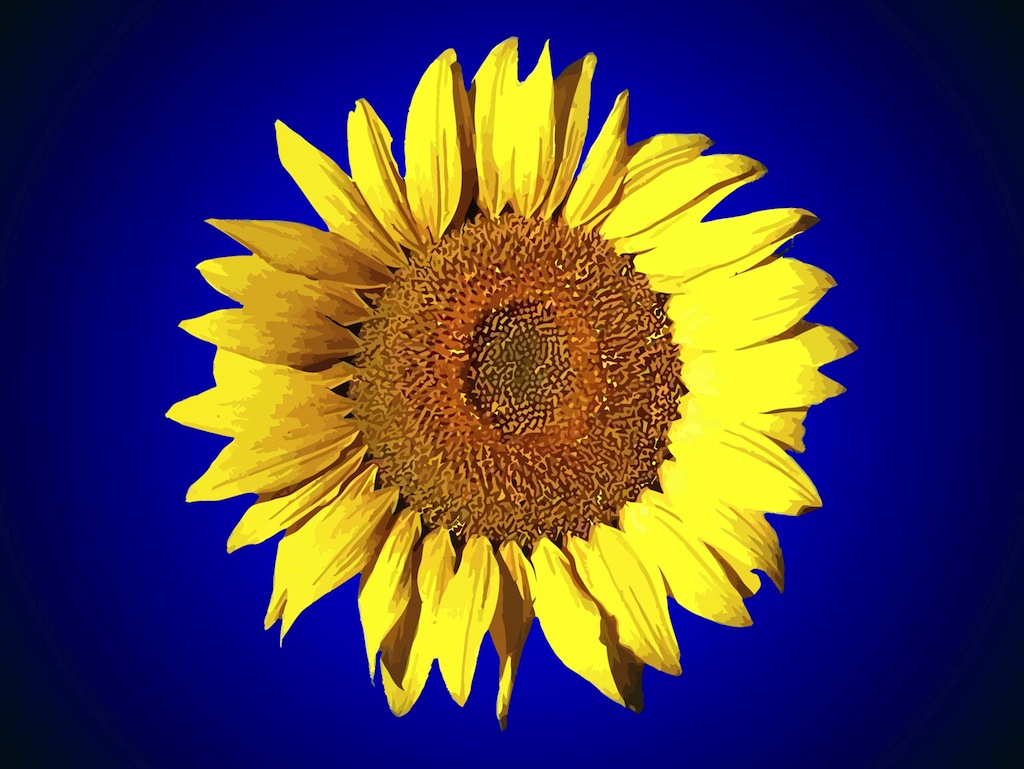 Download Sunflower Vector Art & Graphics | freevector.com