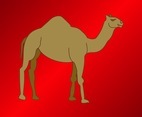 Camel Vector