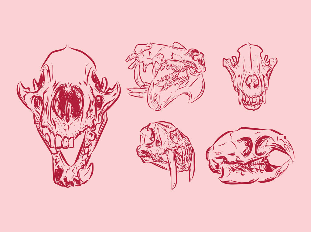 Animal Skulls Vector Art & Graphics 