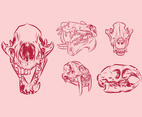 Animal Skulls