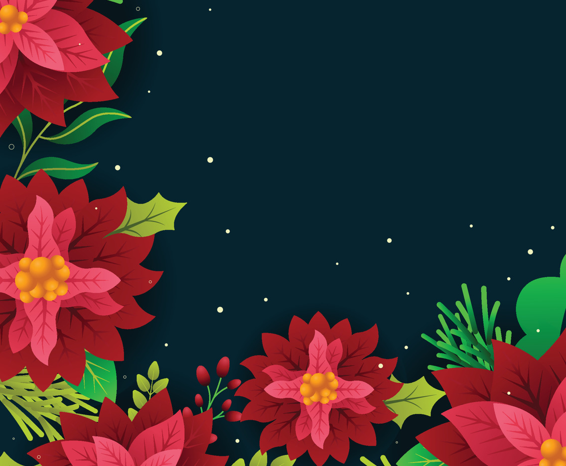 Beautiful Poinsettias With Dark Background