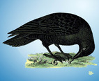 Raven Vector