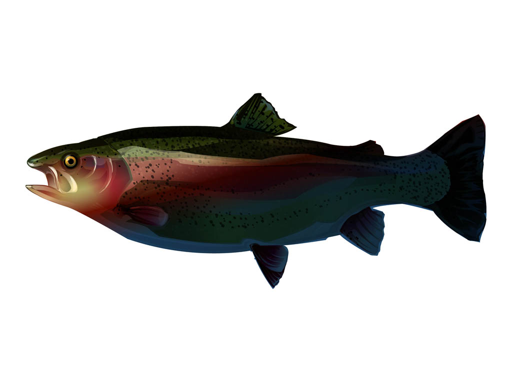 Trout Graphics