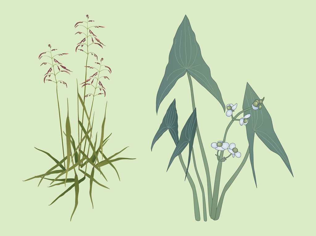 Plants Vector Image