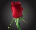 Romantic Rosebud