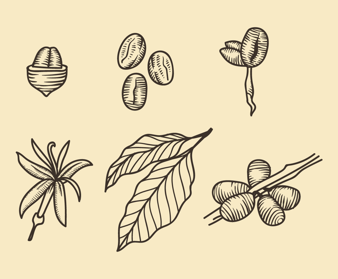 Coffee Plantation