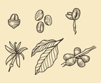 Coffee Plantation
